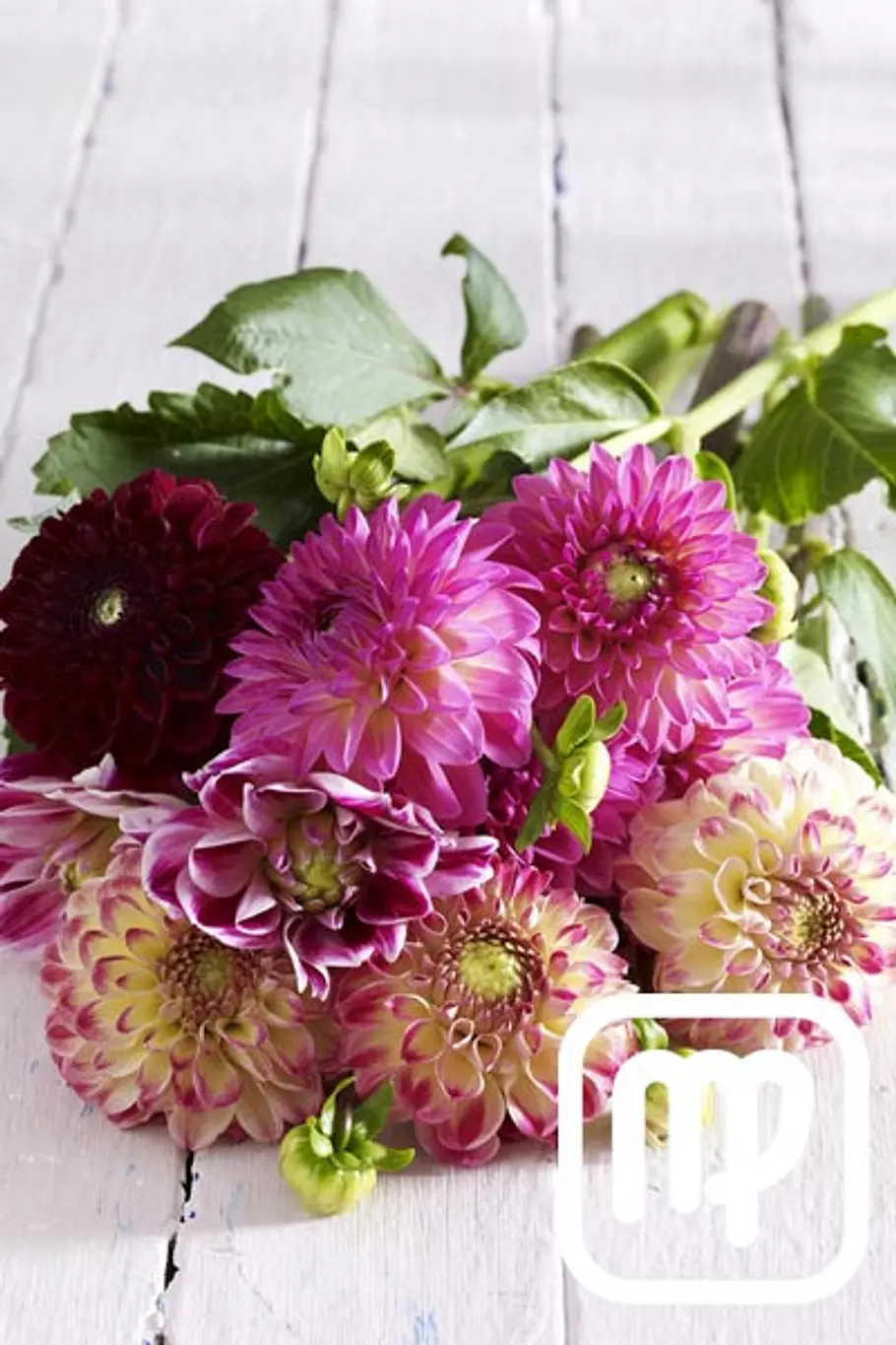 blume sternzeichen