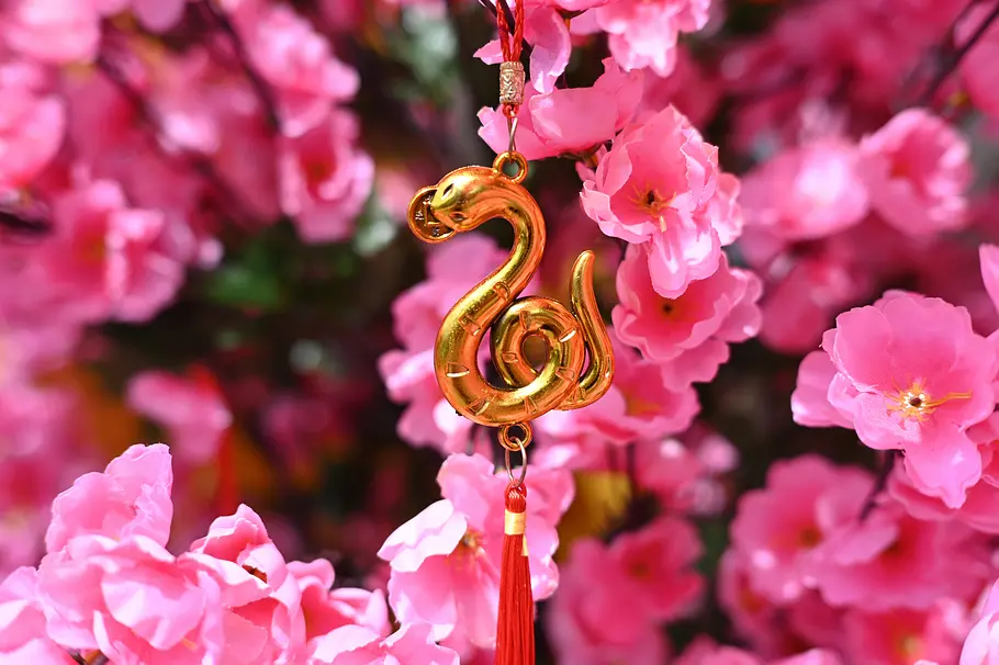 Chinesischer Neujahrsschmuck zum Schlangen-Jahr hängt zwischen Kirschblüten