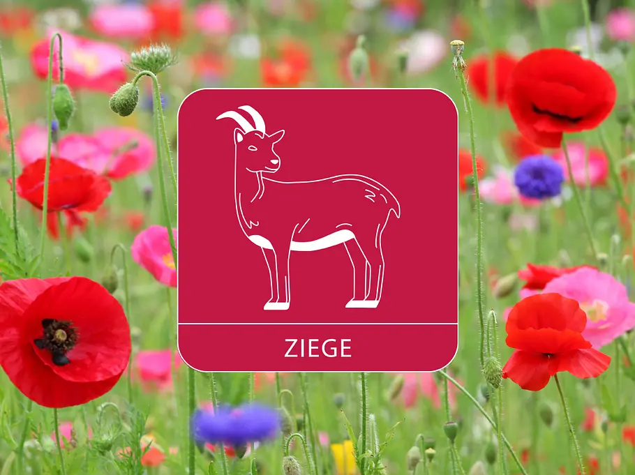 Das Sternzeichen Ziege umgeben von einer Blumenwiese