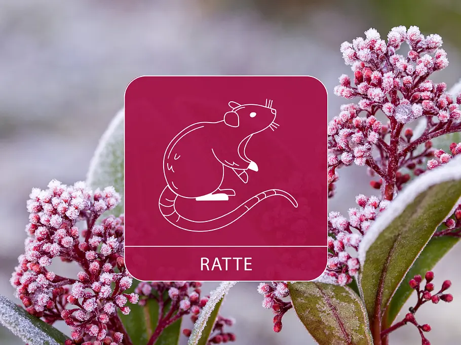 Das Sternzeichen Ratte vor einem Strauch aus mit Frost bedeckten japanischen Skimmien