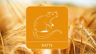 Chinesisches Monatshoroskop Juni Sternzeichen Ratte - Foto: Collage mit Muenz/iStock und Astrowoche.de Chinesisches Monatshoroskop Juni Sternzeichen Ratte - Foto: Collage mit Muenz/iStock und Astrowoche.de
