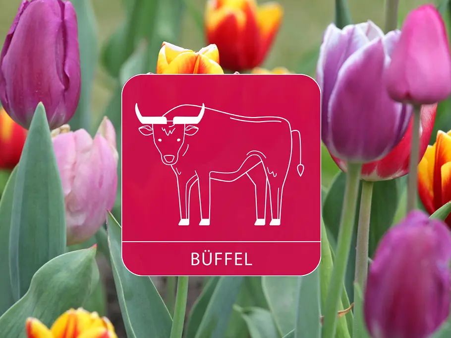 Das Sternzeichen Büffel vor einem bunten Tulpenfeld