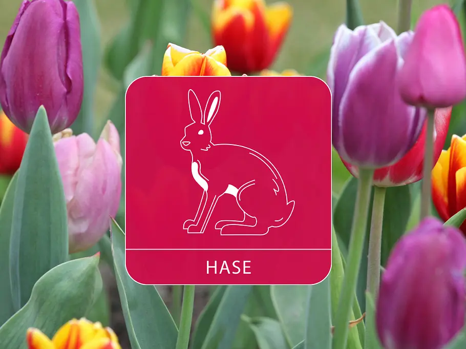 Das Sternzeichen Hase vor einem bunten Tulpenfeld