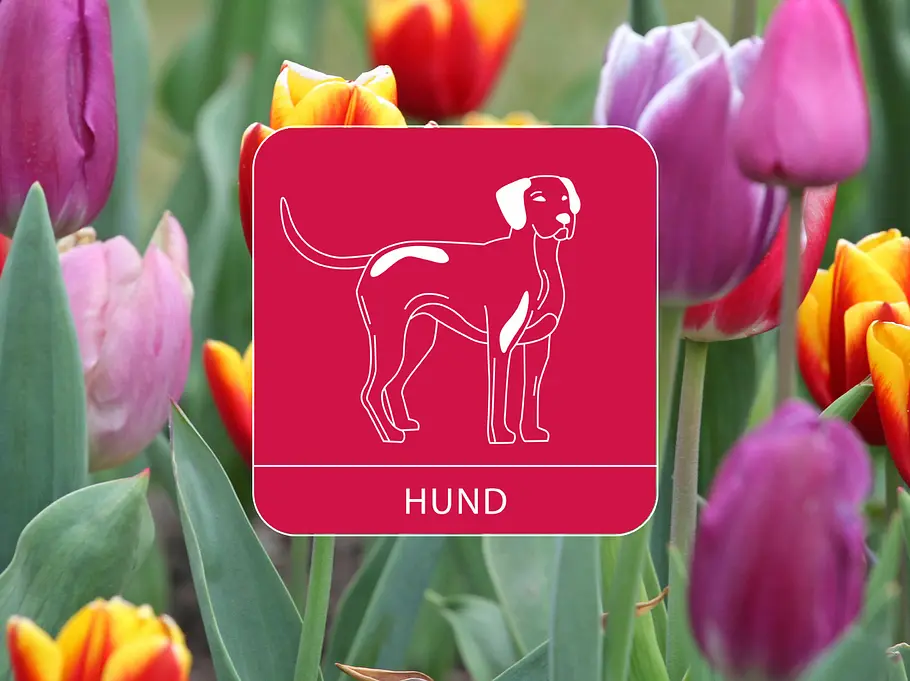 Das Sternzeichen Hund vor einem bunten Tulpenfeld