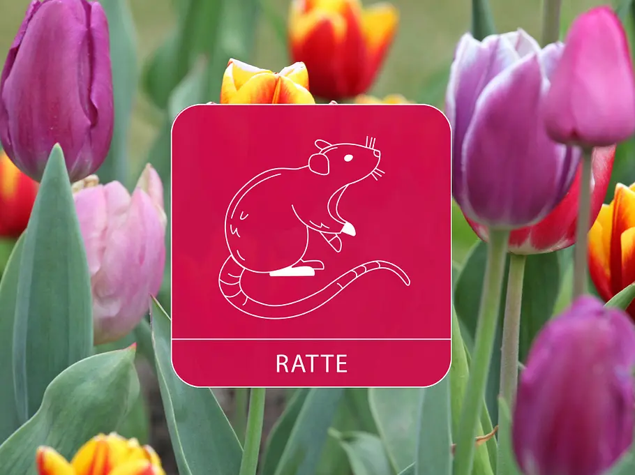 Das Sternzeichen Ratte vor einem bunten Tulpenfeld