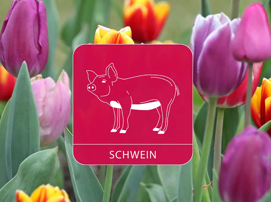 Das Sternzeichen Schwein vor einem bunten Tulpenfeld