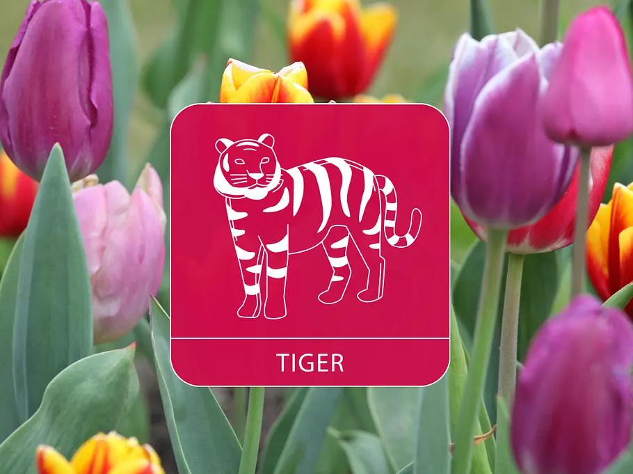 Das Sternzeichen Tiger vor einem bunten Tulpenfeld