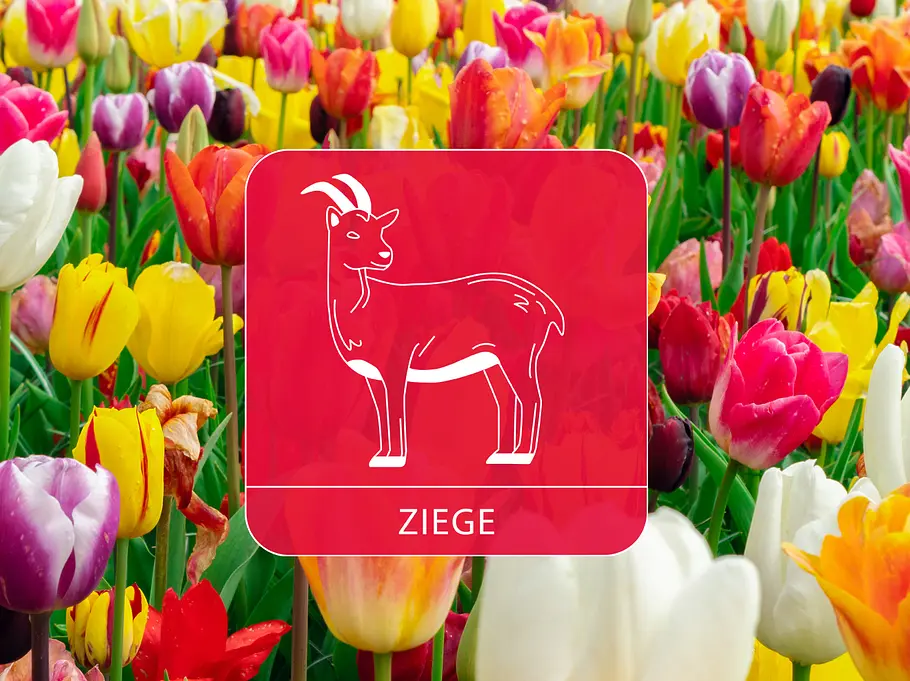 Das Sternzeichen Ziege vor einer bunten Tulpenwiese.