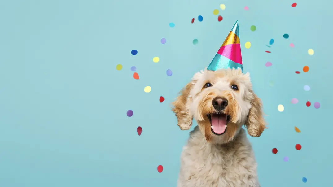 Ein hellbrauner, lockiger Hund trägt einen bunten Partyhut vor türkisfarbenem Hintergrund mit schwebendem Konfetti. - Foto: Ruth Black/AdobeStock