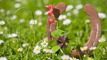 Hufeisen mit einem vierblättrigem Kleeblatt auf einer grünen Wiese voller Gänseblümchen - Foto: diephosi / iStock Hufeisen mit einem vierblättrigem Kleeblatt auf einer grünen Wiese voller Gänseblümchen - Foto: diephosi / iStock