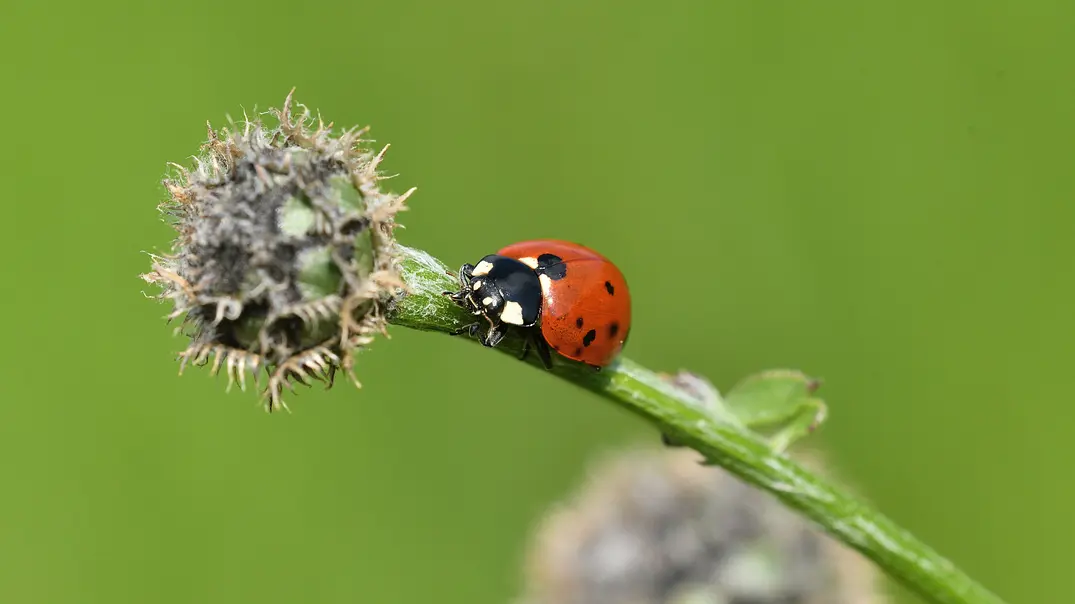 Marienkäfer Klettern auf dem grünen Gras - Foto: Pavol Klimek/iStock