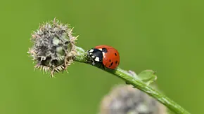 Marienkäfer Klettern auf dem grünen Gras - Foto: Pavol Klimek/iStock
