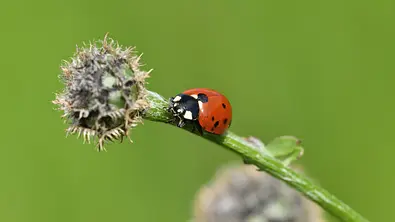 Marienkäfer Klettern auf dem grünen Gras - Foto: Pavol Klimek/iStock Marienkäfer Klettern auf dem grünen Gras - Foto: Pavol Klimek/iStock
