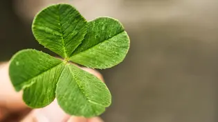 Glücksklee wird von einer Hand gehalten - Foto: Hanasaki / AdobeStock Glücksklee wird von einer Hand gehalten - Foto: Hanasaki / AdobeStock