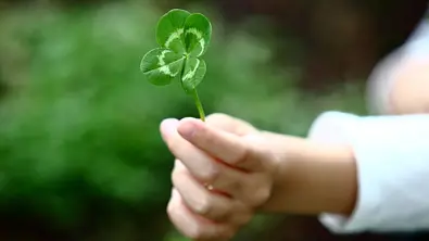 Eine Frau hält ein vierblättriges Kleeblatt in der Hand - Foto: 75tiks / AdobeStock Eine Frau hält ein vierblättriges Kleeblatt in der Hand - Foto: 75tiks / AdobeStock