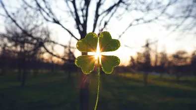 Glücksklee wird in die Sonne gehalten mit Bäumen im Hintergrund - Foto: Artistic Memory / AdobeStock Glücksklee wird in die Sonne gehalten mit Bäumen im Hintergrund - Foto: Artistic Memory / AdobeStock