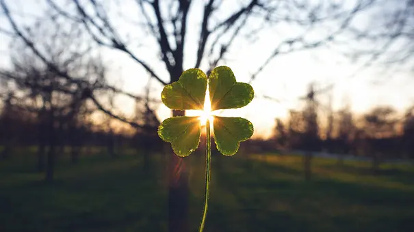 Glücksklee wird in die Sonne gehalten mit Bäumen im Hintergrund - Foto: Artistic Memory / AdobeStock Glücksklee wird in die Sonne gehalten mit Bäumen im Hintergrund - Foto: Artistic Memory / AdobeStock