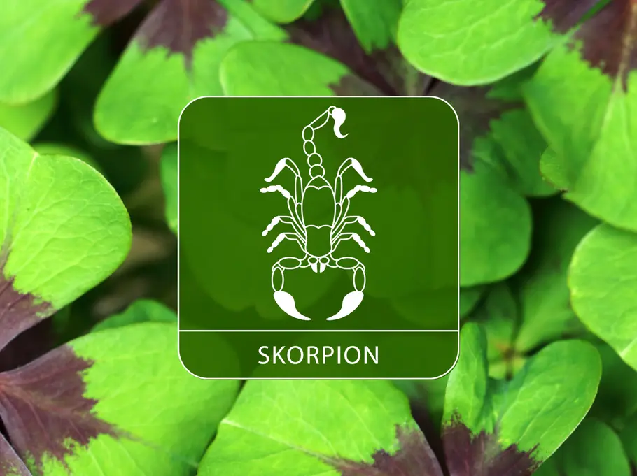 Das Sternzeichen Skorpion umgeben von Kleeblättern