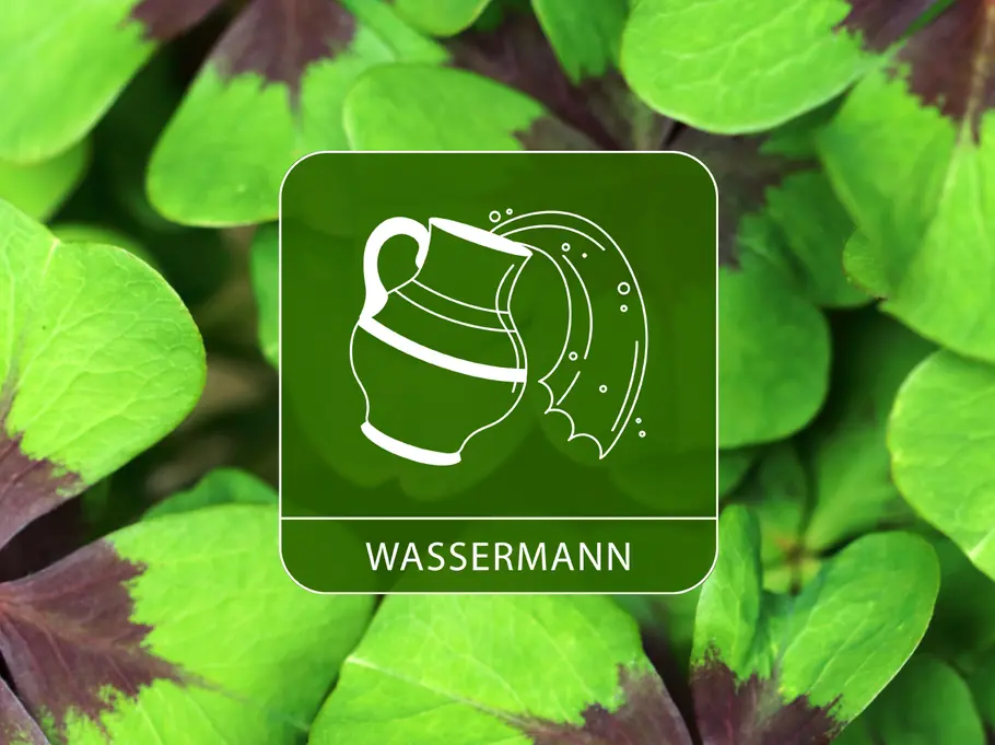 Das Sternzeichen Wassermann umgeben von Kleeblättern