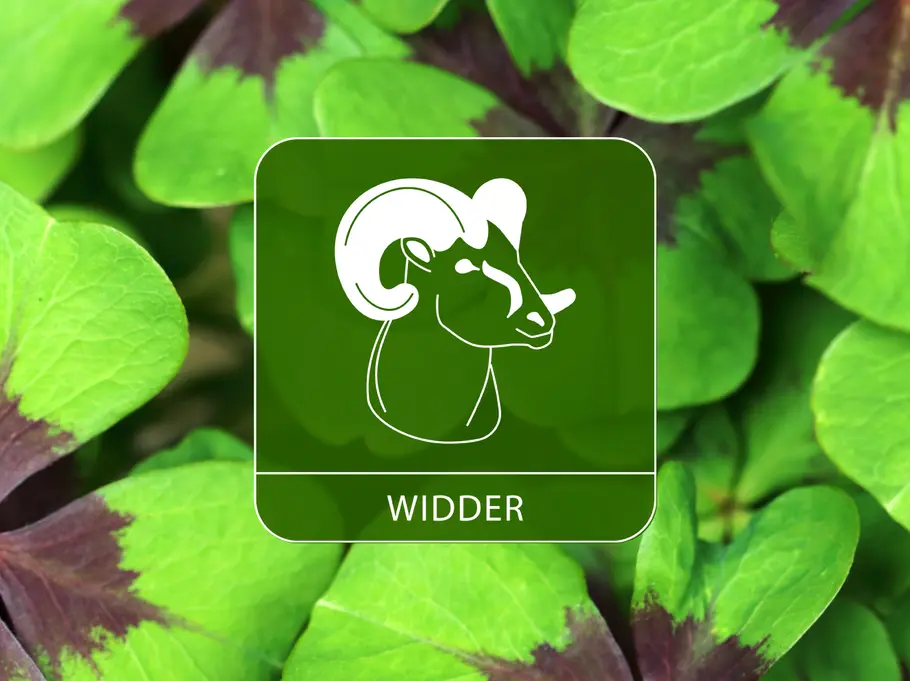 Das Sternzeichen Widder umgeben von Kleeblättern