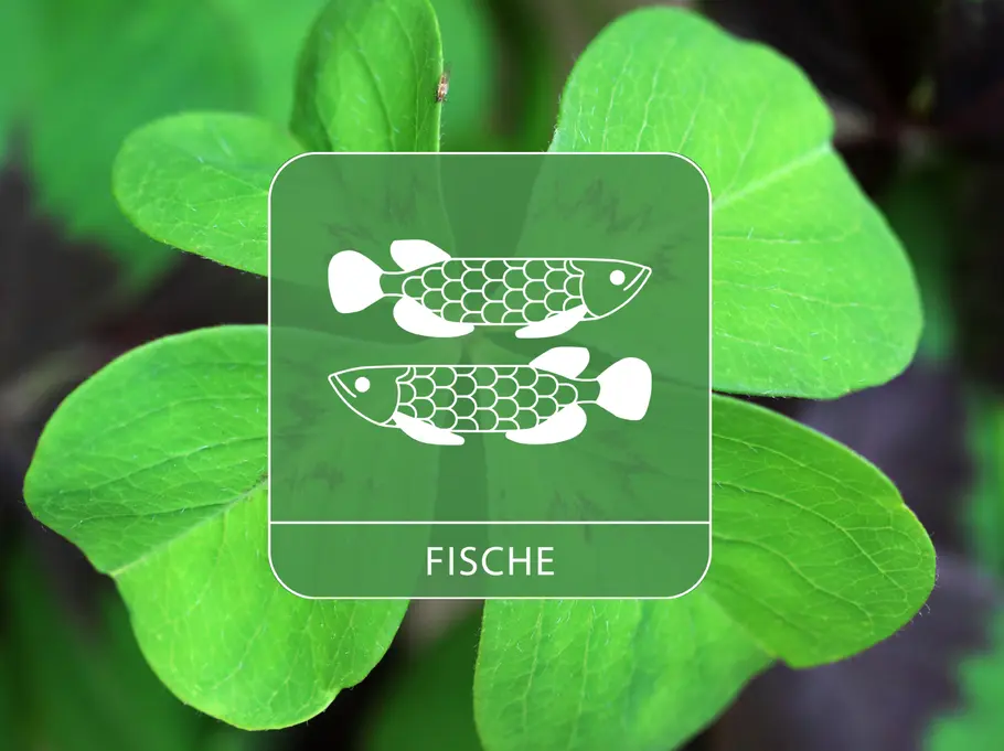 Das Sternzeichen Fische auf einem großen Kleeblatt