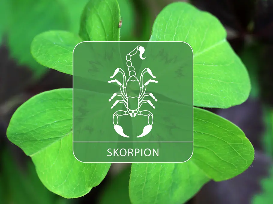 Das Sternzeichen Skorpion auf einem großen Kleeblatt