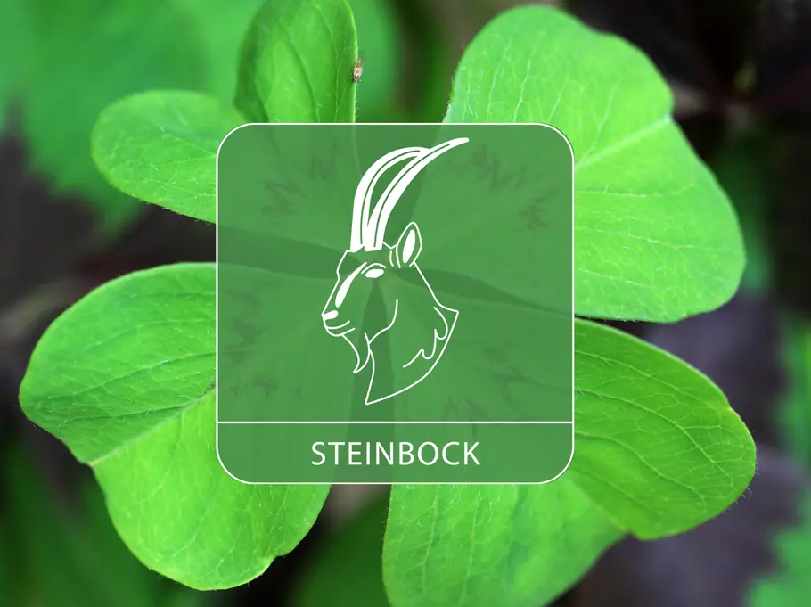 Das Sternzeichen Steinbock auf einem großen Kleeblatt
