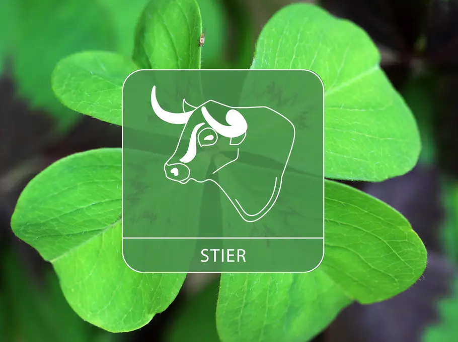 Das Sternzeichen Stier auf einem großen Kleeblatt