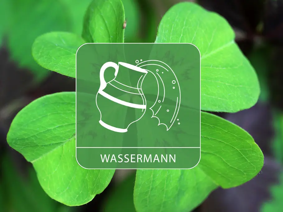 Das Sternzeichen Wassermann auf einem großen Kleeblatt