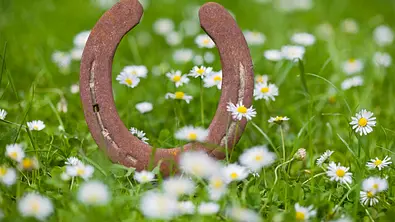 Ein rostiges Hufeisen zwischen zarten Gänseblümchen auf einer Wiese - Foto: diephosi/iStock