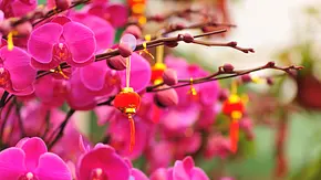 Das Bild zeigt leuchtend pinke Orchideen, an denen rote chinesische Laternen hängen. - Foto: iStock/oasistrek Das Bild zeigt leuchtend pinke Orchideen, an denen rote chinesische Laternen hängen. - Foto: iStock/oasistrek