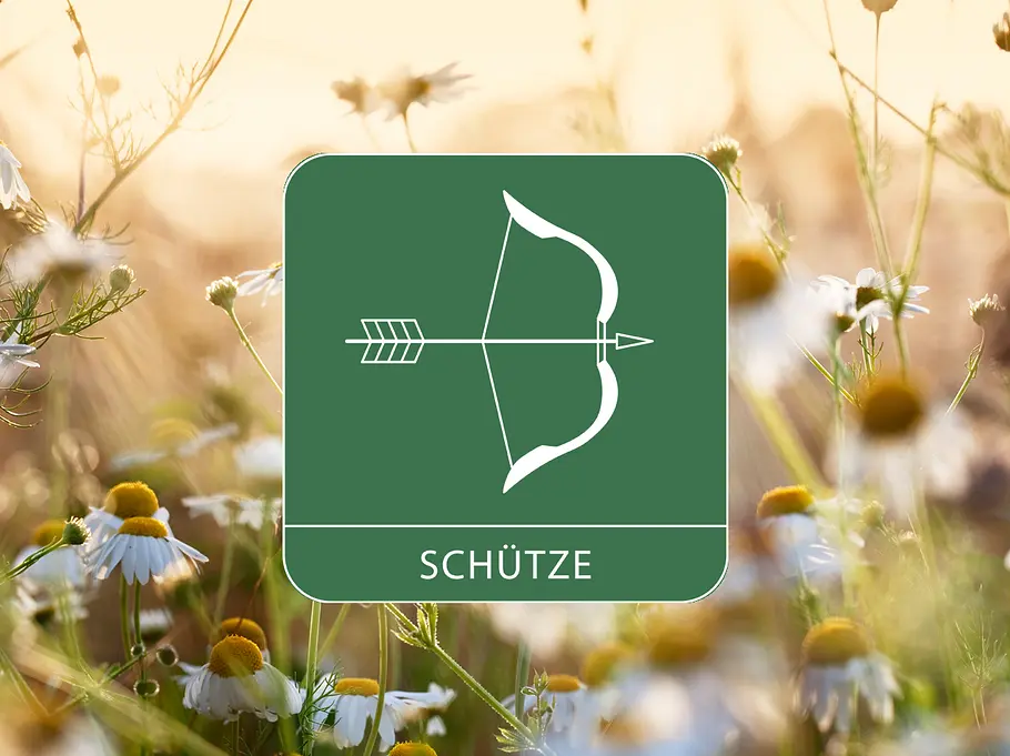 Sternzeichen Symbol Schütze vor Kamillenblumen als Symbol für das Gesundheitshoroskop 2026