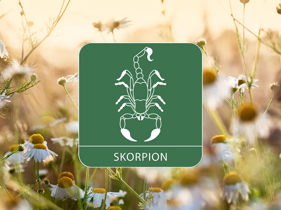 Sternzeichen Symbol Skorpion vor Kamillenblumen als Symbol für das Gesundheitshoroskop 2026