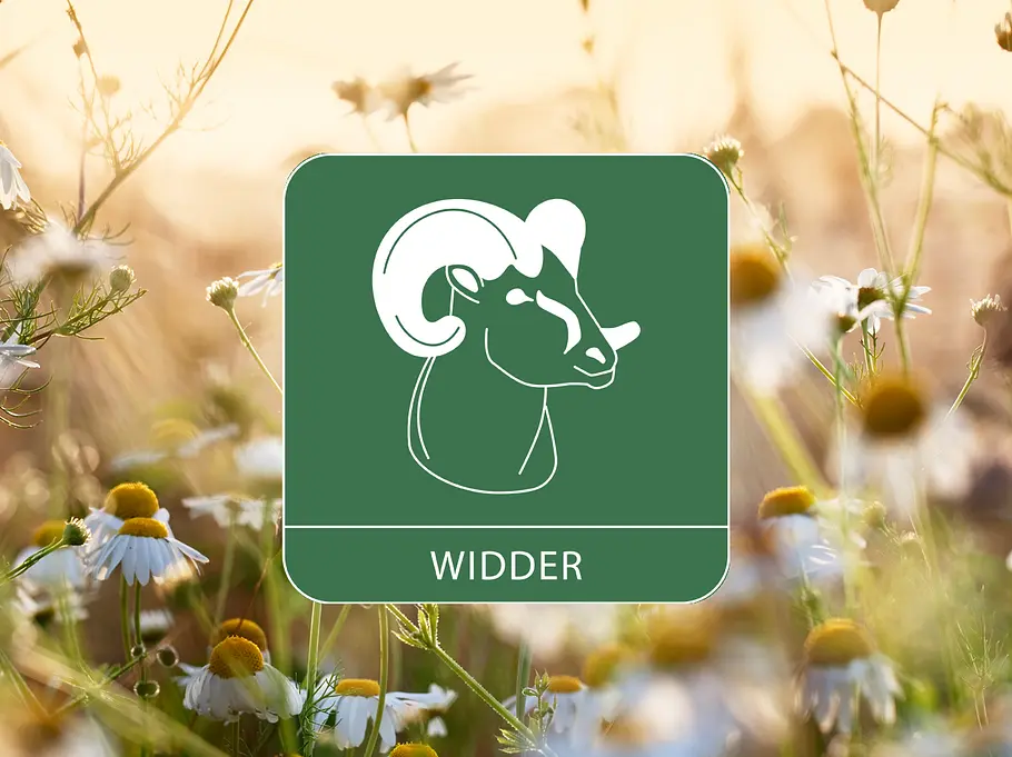 Sternzeichen Symbol Widder vor Kamillenblumen als Symbol für das Gesundheitshoroskop 2026