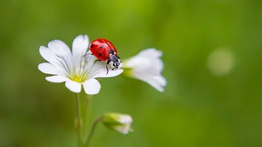 Marienkäfer auf einer weißen Blüte - Foto: Roman Bjuty / iStock Marienkäfer auf einer weißen Blüte - Foto: Roman Bjuty / iStock