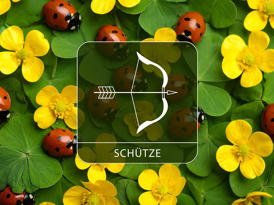 Sternzeichen Schütze vor gelben Blüten, Klee und Glückskäfern.