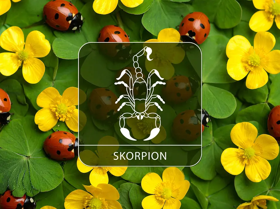 Sternzeichen Skorpion vor gelben Blüten, Klee und Glückskäfern.