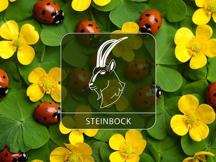 Sternzeichen Steinbock vor gelben Blüten, Klee und Glückskäfern.