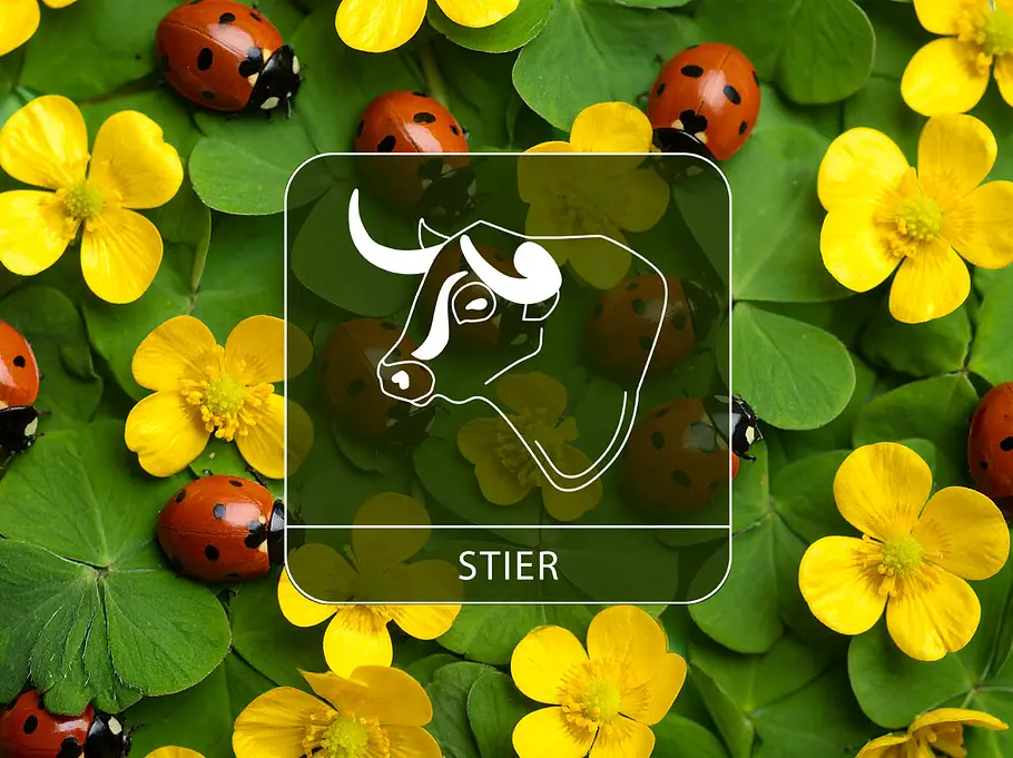 Sternzeichen Stier vor gelben Blüten, Klee und Glückskäfern.