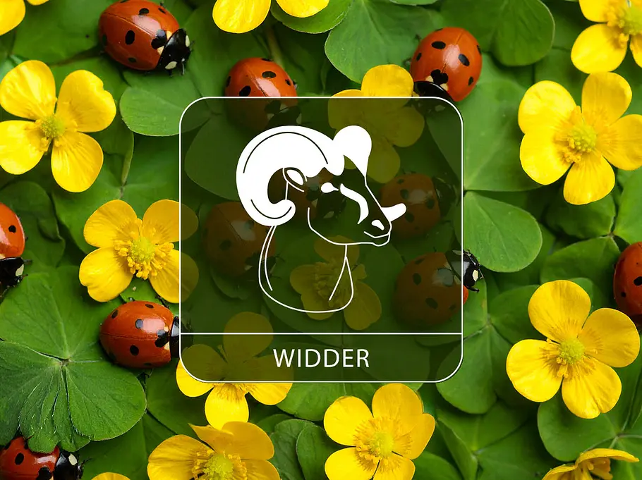 Sternzeichen Widder vor gelben Blüten, Klee und Glückskäfern.