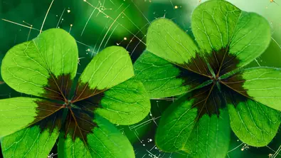 Glücksklee mit goldener Verzierung - Foto: Collage mit Gisela / AdobeStock & Astrowoche.de