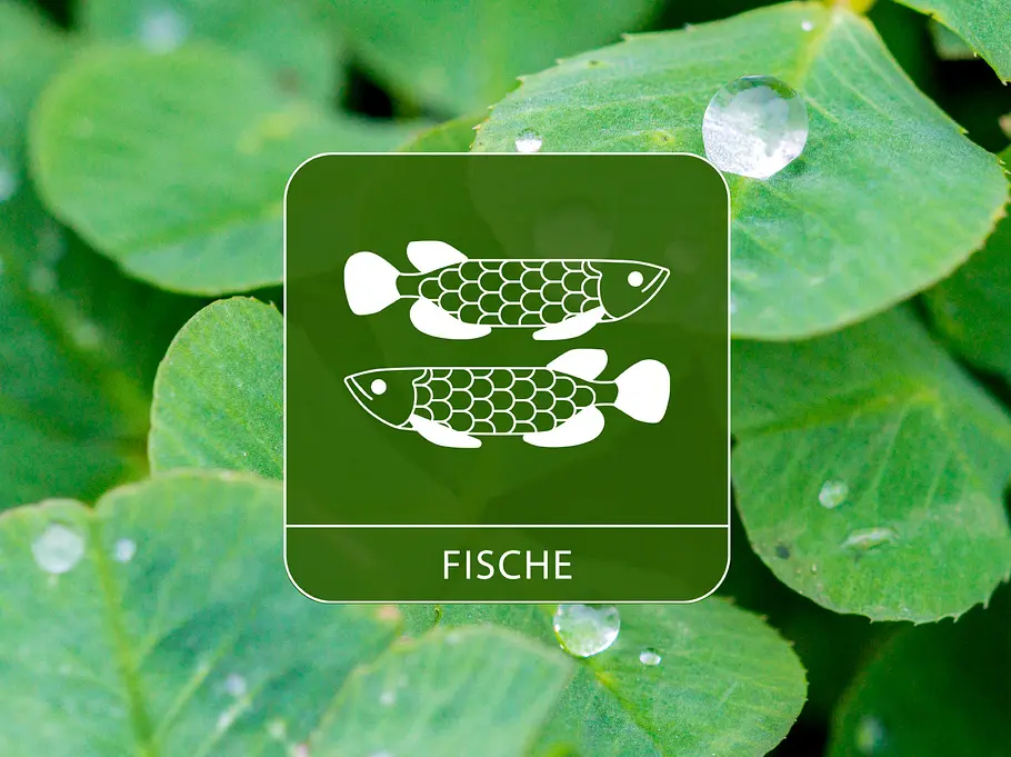 Das Sternzeichen Fische umgeben von Kleeblättern und Regentropfen