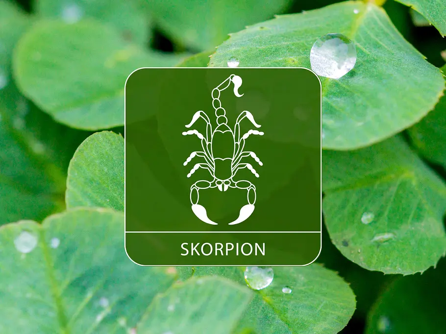 Das Sternzeichen Skorpion umgeben von Kleeblättern und Regentropfen