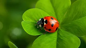 Ein roter Marienkäfer sitzt auf einem grünen Glücksklee - Foto: Collage mit AdobeFirefly (generiert mit KI) und Astrowoche.de Ein roter Marienkäfer sitzt auf einem grünen Glücksklee - Foto: Collage mit AdobeFirefly (generiert mit KI) und Astrowoche.de