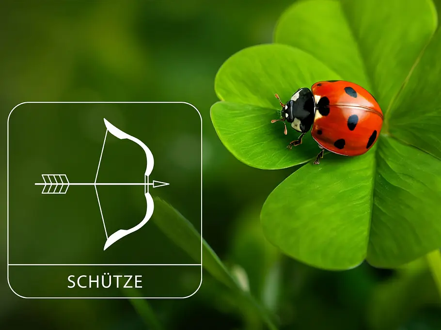 Sternzeichen Schütze neben einem roten Marienkäfer auf grünem Glücksklee