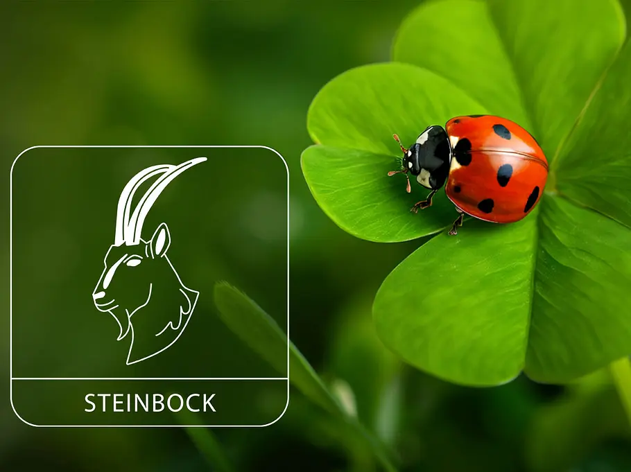 Sternzeichen Steinbock neben einem roten Marienkäfer auf grünem Glücksklee