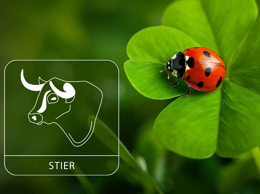 Sternzeichen Stier neben einem roten Marienkäfer auf grünem Glücksklee