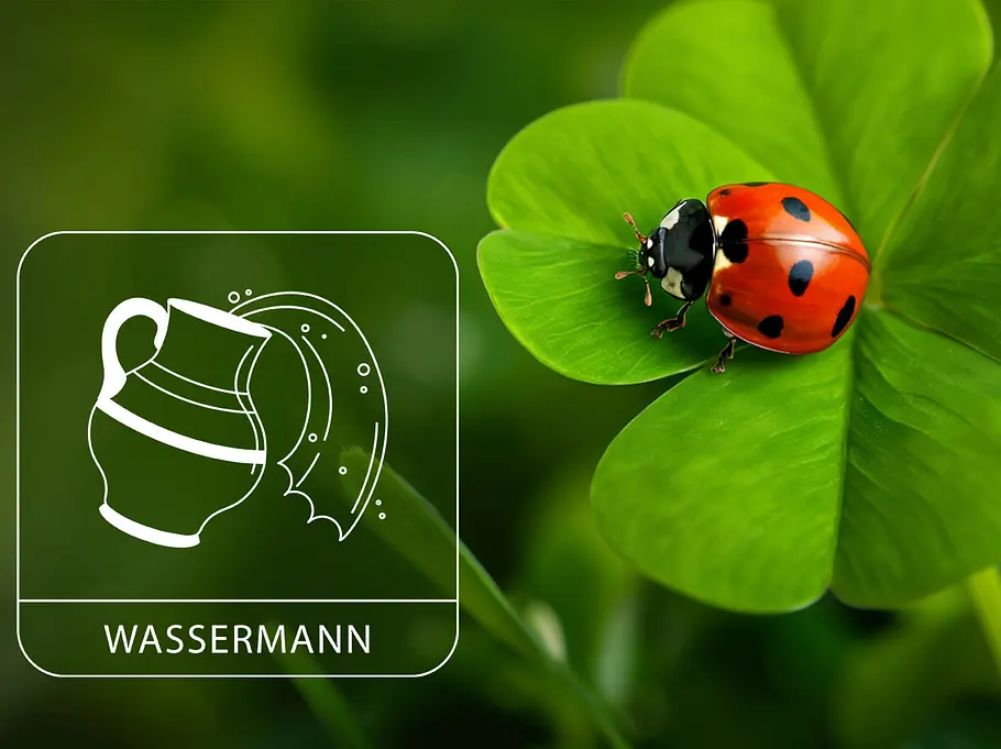 Sternzeichen Wassermann neben einem roten Marienkäfer auf grünem Glücksklee