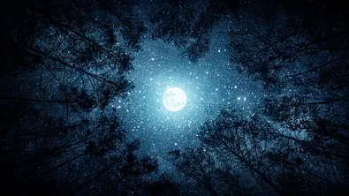 Leuchtender Vollmond steht von Bäumen umringt am sternenreichen Himmel - Foto: Trifonov_Evgeniy / iStock