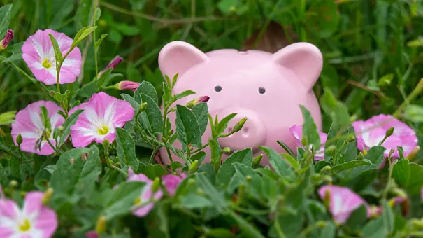 Glücksschwein in Blumenwiese - Foto: deepblue4you/iStock Glücksschwein in Blumenwiese - Foto: deepblue4you/iStock